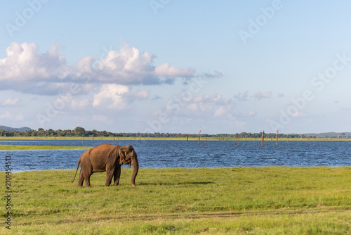 Cuadro en lienzo Massive adult male Indian Elephant walking alone by the lake in Mineriya nationa