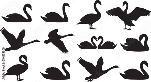 Swan Silhouette Vector Set Collection, Elegant Water Bird Black Silhouettes with Flying, Swimming and Standing Poses