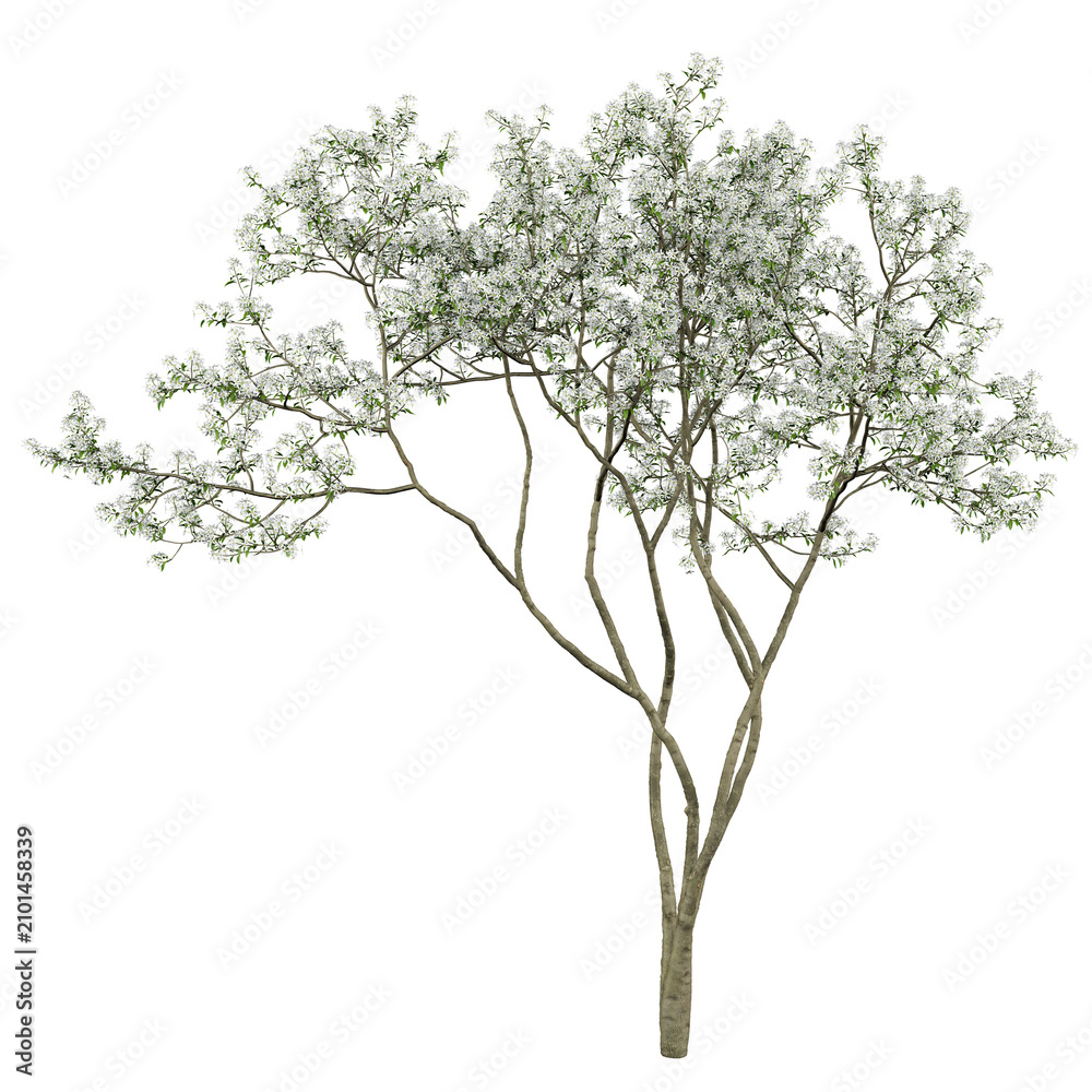 Obraz premium White Fringe Tree Isolated PNG, Flowering Ornamental Tree, Transparent Background