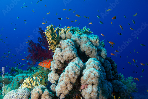 The Red Sea's magnificent coral reefs and colorful walls. Corals and fish. Colorful coral reefs and schools of fish. Schools of colorful tropical fish on a beautiful tropical coral reef. This image sh