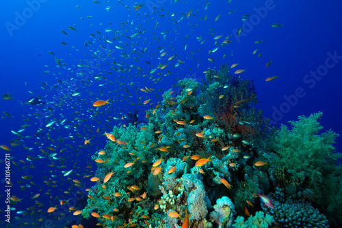 The Red Sea's magnificent coral reefs and colorful walls. Corals and fish. Colorful coral reefs and schools of fish. Schools of colorful tropical fish on a beautiful tropical coral reef. This image sh