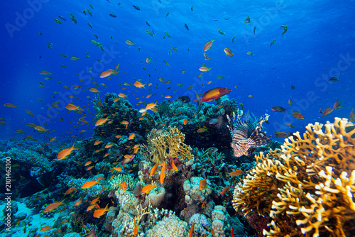 The Red Sea's magnificent coral reefs and colorful walls. Corals and fish. Colorful coral reefs and schools of fish. Schools of colorful tropical fish on a beautiful tropical coral reef. This image sh