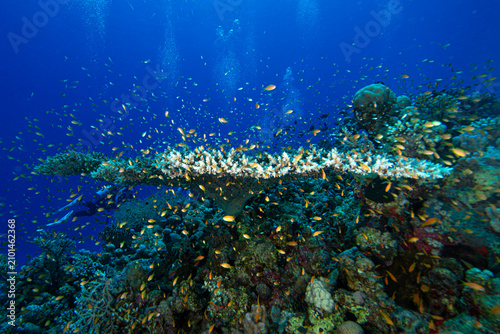 The Red Sea's magnificent coral reefs and colorful walls. Corals and fish. Colorful coral reefs and schools of fish. Schools of colorful tropical fish on a beautiful tropical coral reef. This image sh