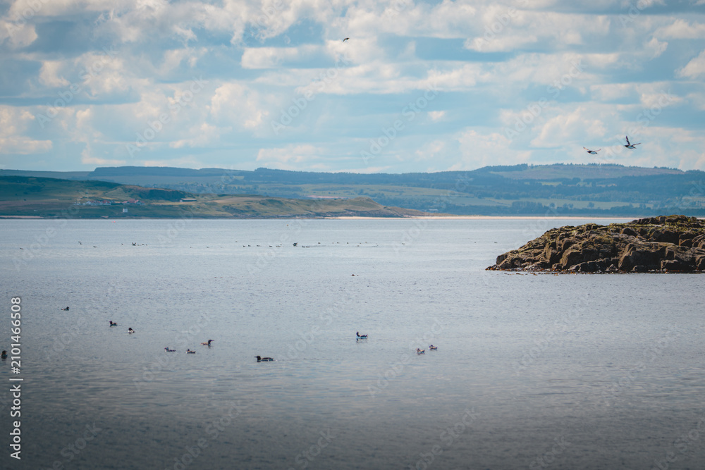 Obraz premium Summer Coastal Landscapes of the Farne Islands, Northumberland, Captured in July 2026