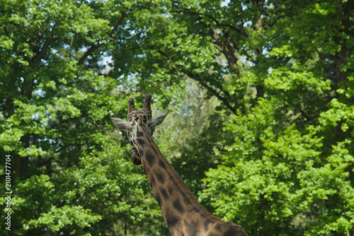 Bild auf Leinwand Giraffe Head and Long Neck, back view, Against Lush Green Trees