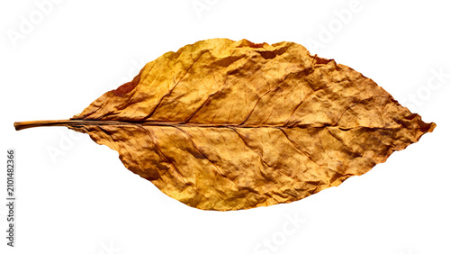 Dried tobacco leaf isolated on transparent background	