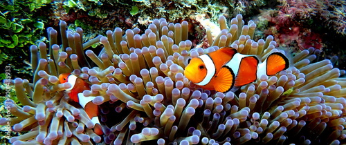 Canvastavla Philippines sea life