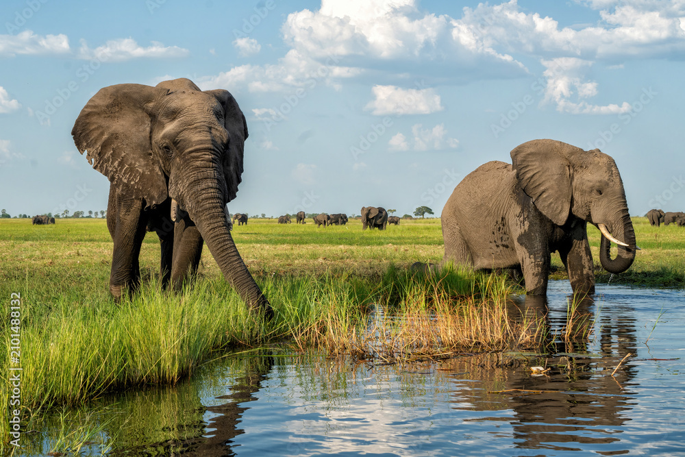 Naklejka premium Close encounter with elephants from a boat. African elephants drinking, bathing and crossing at the Chobe River between Botswana and Namibia in the green season.