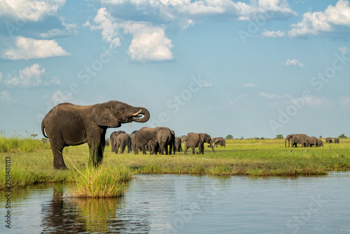 Close encounter with elephants from a boat. African elephants drinking, bathing and crossing at the Chobe River between Botswana and Namibia in the green season.