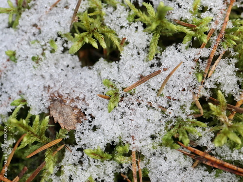 Bright Green Moss Dusted with Snow Crystals and Pine Needles, Frosted Winter Nature Botanical Macro