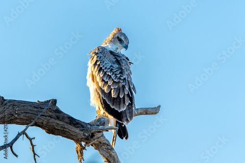 Obraz na płótnie Martial eagle (Polemaetus bellicosus) looking for food Kgalagadi Transfrontier P
