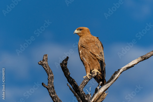 Tawny eagle (Aquila rapax) looking around in Kgalagadi Transfrontier Park in South Africa