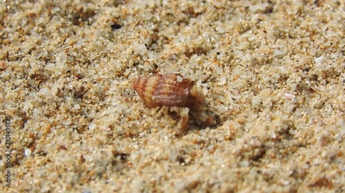 Hermit crab trying to escape dry sand
