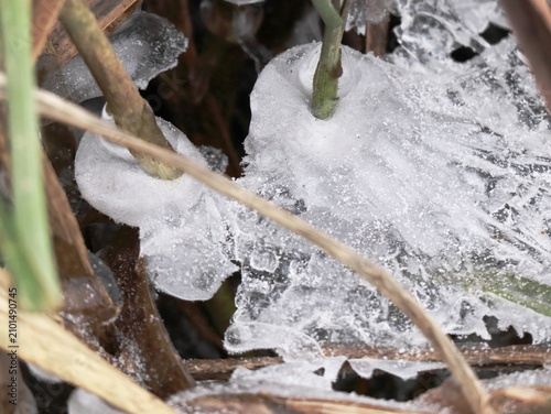 Ice Collar Forming Around Green Plant Stem with Snow Crystals and Dry Grass, Frosted Winter Nature Macro