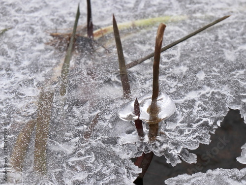 Plant Stems Piercing Through Frosted Ice Puddle Surface with Ice Collar Detail, Winter Nature Survival Macro