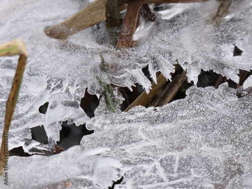 Broken Frosted Ice Sheet with Jagged Edges Over Emerging Green Shoots, Winter Nature Resilience Macro Detail