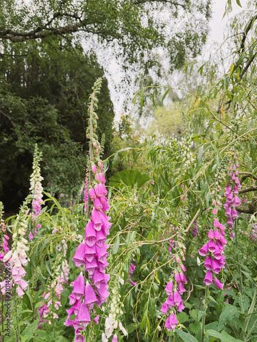 Canvas Print Digitalis purpurea common foxglove flowers blooming in a lush woodland garden wi