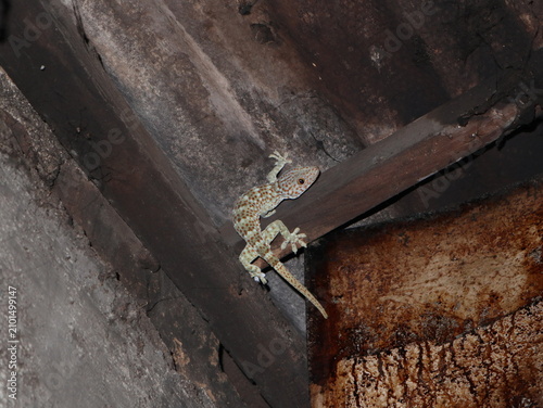 Bild auf Leinwand Tokay gecko (Gekko gecko) climbing on the wooden roof structure inside a traditional house in a rural village in Java, Indonesia