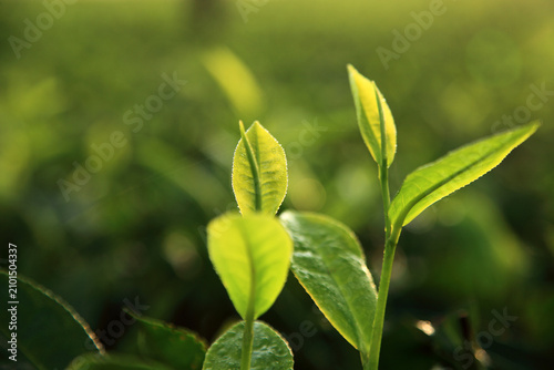 Fresh green tea leaves illuminated by warm morning sunlight in a tea plantation