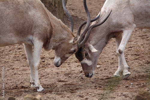Quadro em tela Addax