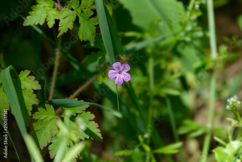 Photography Close up view of a single small pink wildflower of Herb Robert blooming on a thi