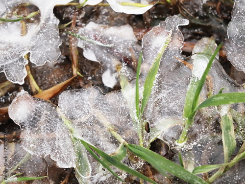 Thin Ice Sheets with Wavy Edges Over Green Grass Blades Dusted with Snow, Frosted Winter Nature Macro Detail