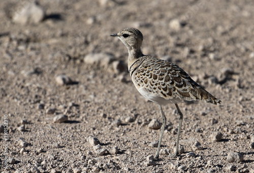 Картината върху платно Double-banded Courser, very wary of any intruder in its territory