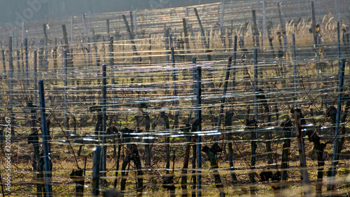 glossy wires at rows of vine stocks in a sunny winterday without snow in Lower Austria