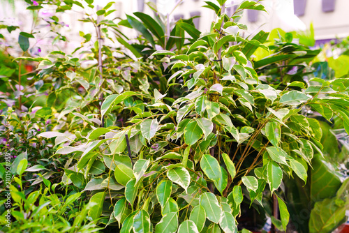 Variegated weeping fig bush foliage close up