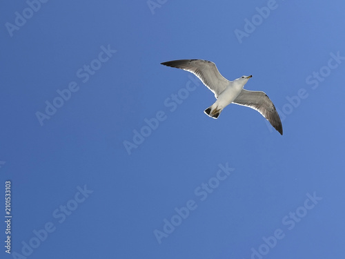 Fotografía Seagull soaring high in the blue sky, showcasing its wings during a sunny day ne