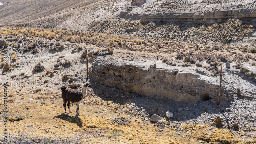 Fototapeta premium A llama in a cattle pen on a high-altitude pasture. The animal is standing, looking away. Rocky soil, dry grass. Peru. The Andes
