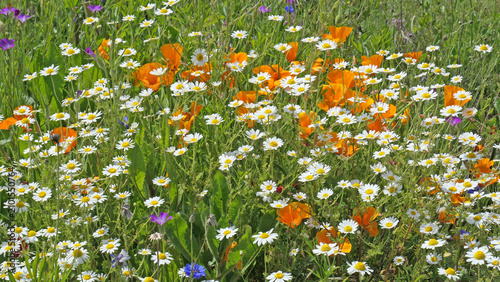 Φωτογραφία Wildflower meadow filled with orange California poppies and white oxeye daisies