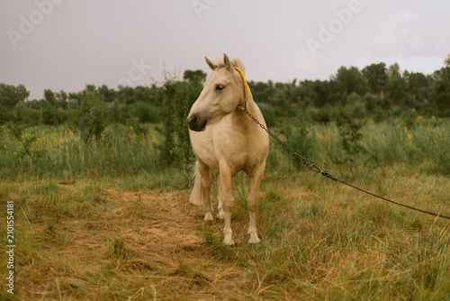 Canvas-taulu Pale horse with yellow halter stands tethered in a grassy field