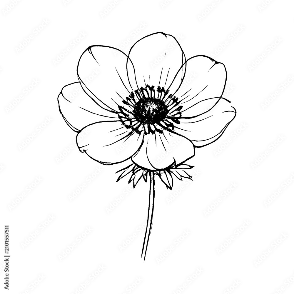 Obraz premium PNG Minimalist sketch of delicate flower.