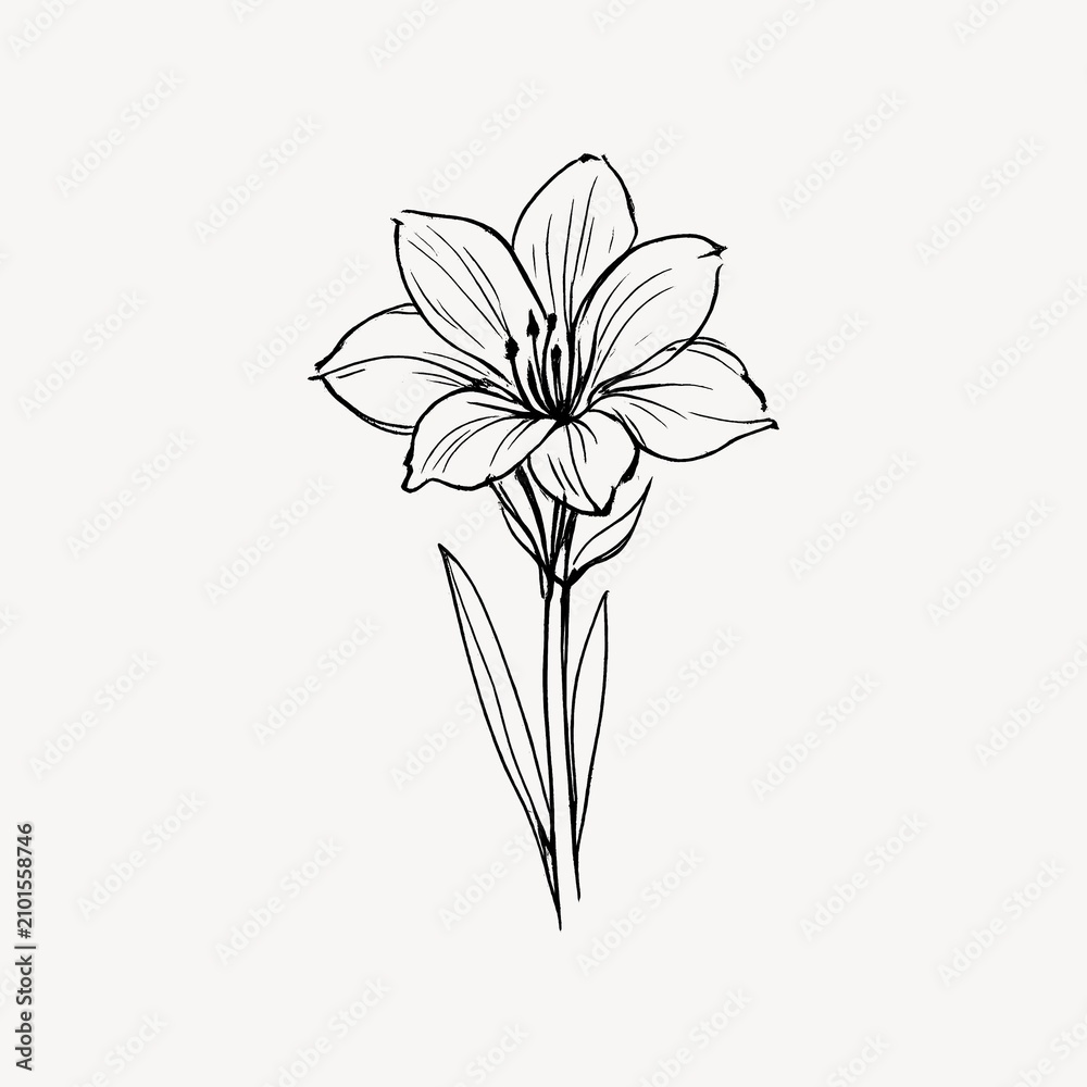 Obraz premium Simple black and white line drawing of a blooming lily flower.