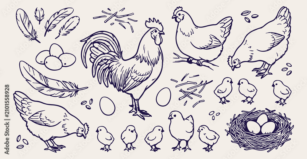 Fototapeta premium farmyard poultry seamless pattern, rooster chicken hen background, vintage farm animal texture, hand drawn rooster sketch, rustic farm birds vector, poultry farm illustration, hen rooster chick wallpa