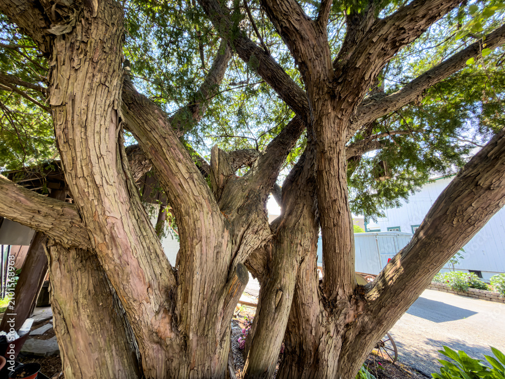 Fototapeta premium Japanese Yew