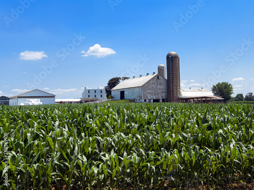 Amish Cornfield