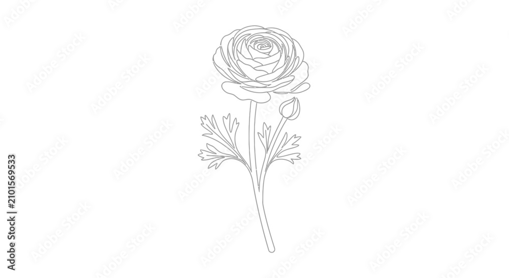 Fototapeta premium Detailed drawing of a single rose.