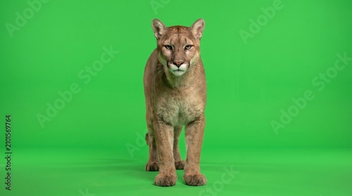 A majestic cougar stands proudly on a vivid green screen backdrop, showcasing its powerful build and intense gaze