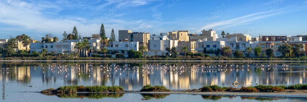 Fototapeta premium Flamants roses dans une lagune aux portes de la ville de Korba en Tunisie