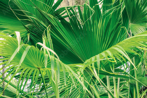 Schilderij op canvas Fan-shaped palm leaf with radiating segments, drooping tips
