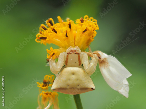 Flower Crab Spider in nature background.
