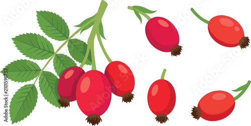 фотографія Fresh red rosehip berries branch vector illustration set with green leaves isola