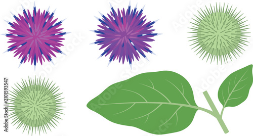 Tableau sur toile Burdock plant vector illustration set with purple flowers spiky green burrs and