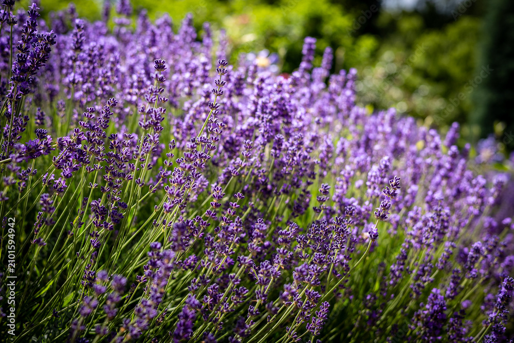Fototapeta premium Blooming purple lavender flowers as background.