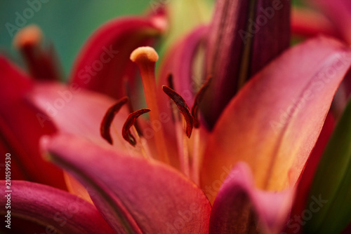 Fotografie Macro shot of a dark pink lily flower pistil and stamens