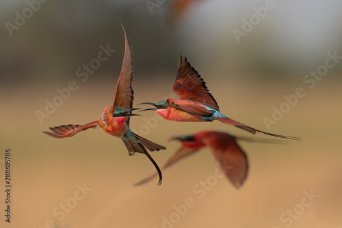 Fotografie Southern carmine bee-eaters squabbling