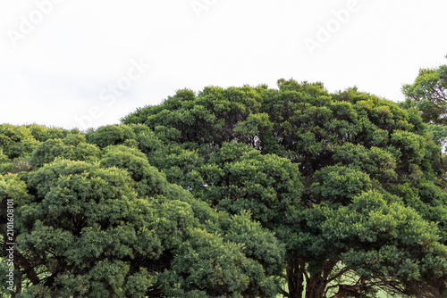 View of trees and overcast sky.