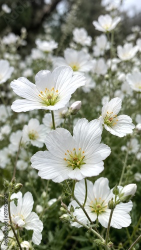 Delicate White Geranium Cranesbill Flowers Blooming in Spring Meadow